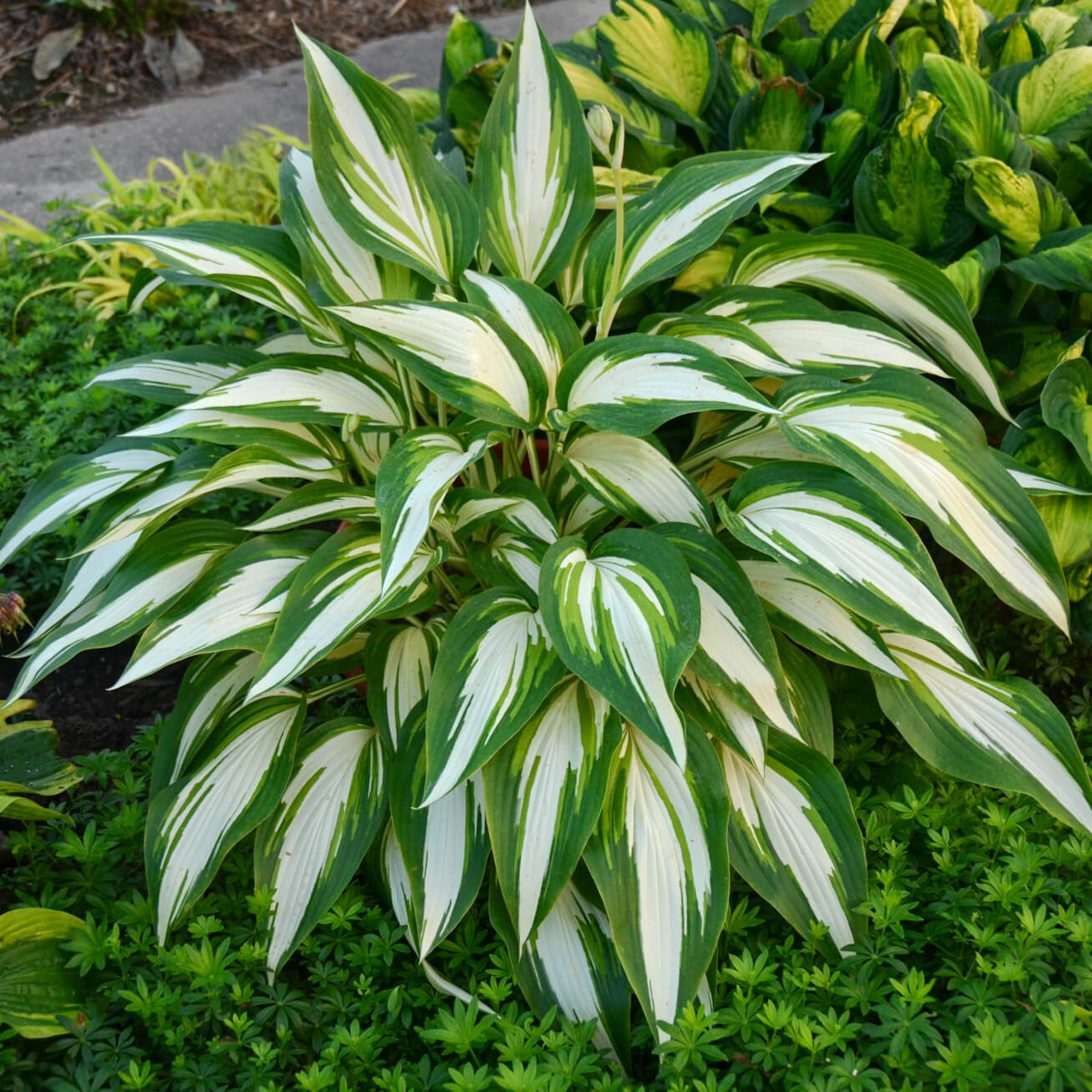 Hosta 